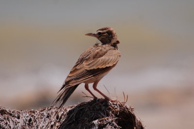 64.  Eurasian Skylark - Alauda arvensis