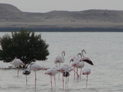 flamingos