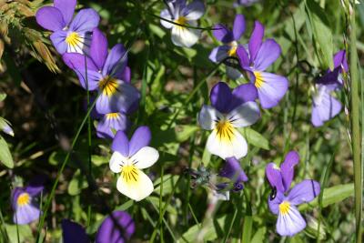 Wild Pansies (Viola tricolor)