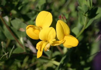 Gorse