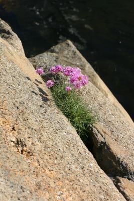 Sea THrift(<i>Armeria maritima</i>)</br>Fjrekoll eller strandnellik