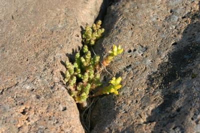 Biting Stonecrop (Sedum acre)