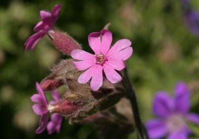 Red Campion (<i>Silene dioica)</i></br>Rd jonsokblom