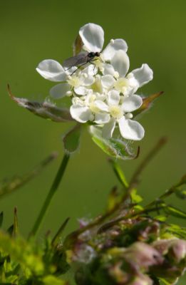 White Campion (Silene latifolia)