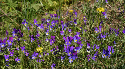 Wild Pansies (Viola tricolor)Stemorsblomst