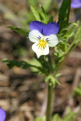Wild Pansy (Viola tricolor)Stemorsblomst