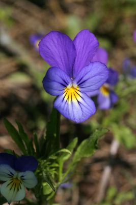 Wild Pansy (Viola tricolor)Stemorsblomst