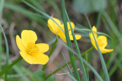 Marsh Marigold  (Caltha palustris)