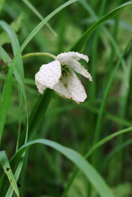 Kongekrone (Fritillaria meleagris)