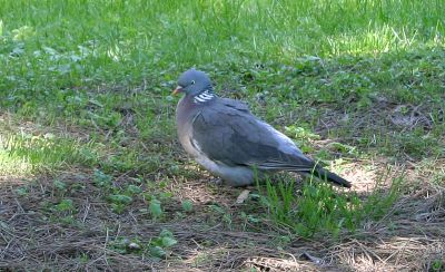 Wood Pigeon