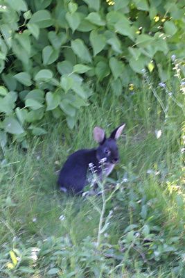 Bunny Island