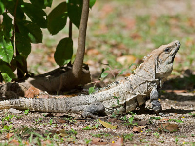 Black Iguana _2227761.jpg
