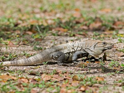Black Iguana _2227768.jpg