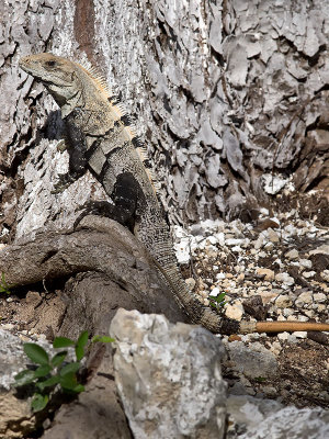 Black Iguana _3019043.jpg