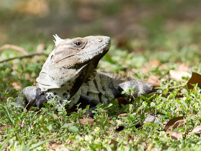 Black Iguana _3019065.jpg