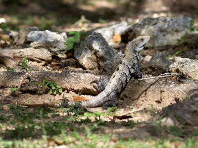 Black Iguana young _2258316.jpg