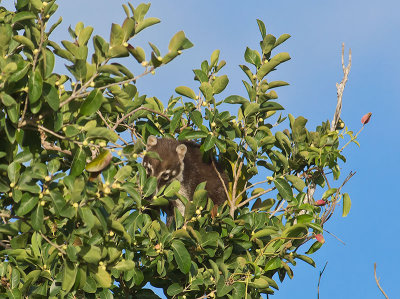 White-nosed Coati _2278675.jpg