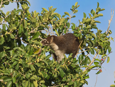 White-nosed Coati _2278679.jpg
