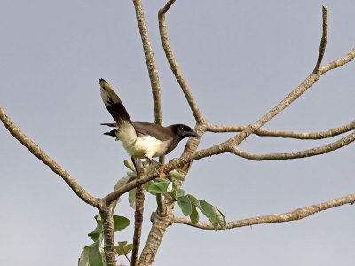 Brown Jay _2146849.jpg