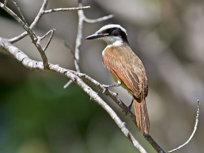 Great Kiskadee _2197375.jpg