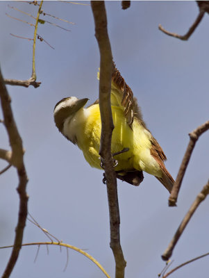 Great Kiskadee _2207448.jpg