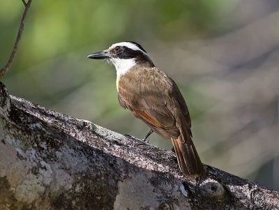 Great Kiskadee _2207514.jpg