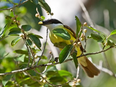 Great Kiskadee _2207518.jpg