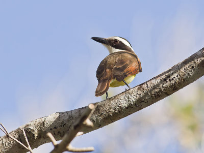 Great Kiskadee _2207534.jpg