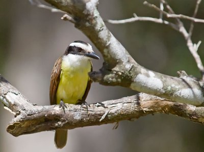 Great Kiskadee _2227710.jpg