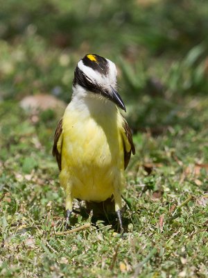 Great Kiskadee _2248045.jpg