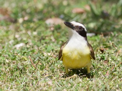 Great Kiskadee _2248048.jpg