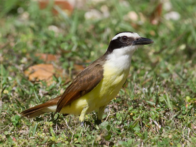 Great Kiskadee _2248053.jpg