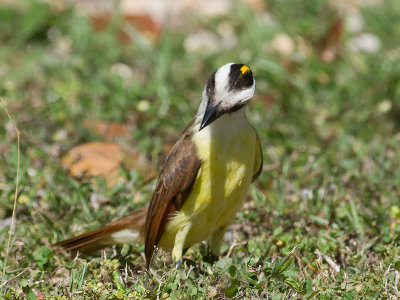 Great Kiskadee _2248059.jpg