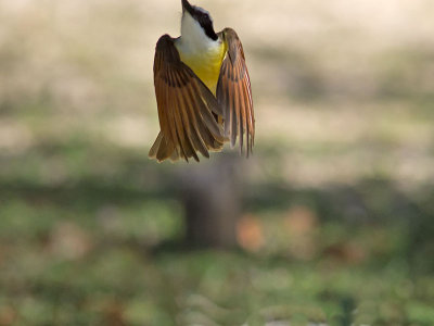 Great Kiskadee _2258274.jpg