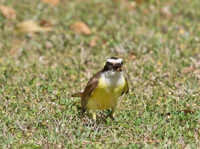 Great Kiskadee _2258282.jpg