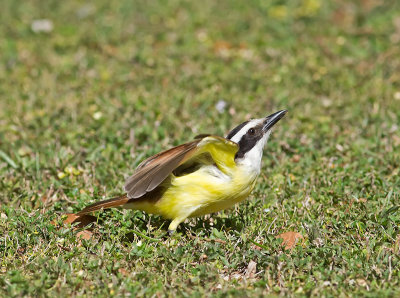 Great Kiskadee _2258297.jpg