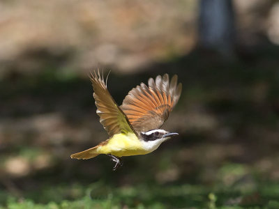 Great Kiskadee _2258307.jpg