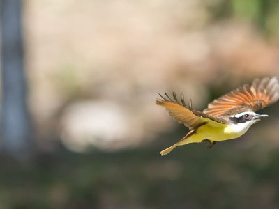 Great Kiskadee _2258308.jpg