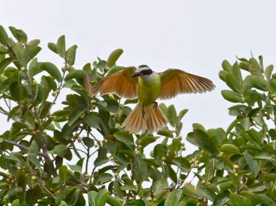 Great Kiskadee _2278690.jpg