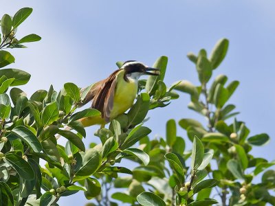 Great Kiskadee _2278705.jpg