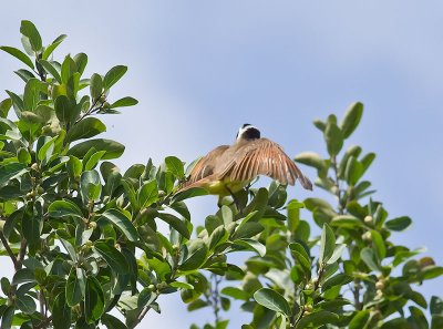 Great Kiskadee _2278706.jpg