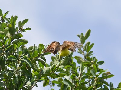 Great Kiskadee _2278707.jpg