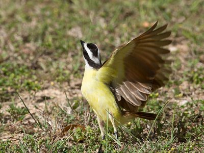 Great Kiskadee _3019173.jpg