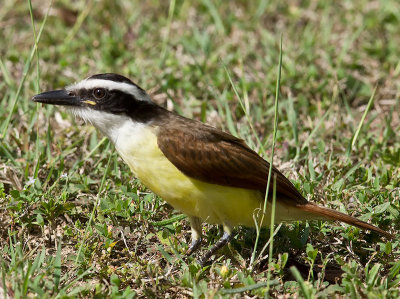 Great Kiskadee _3019176.jpg