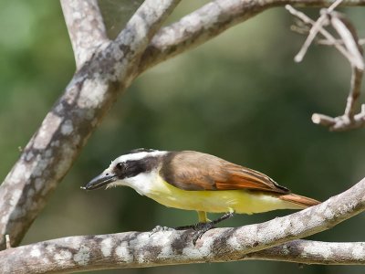 Great Kiskadee _3019194.jpg