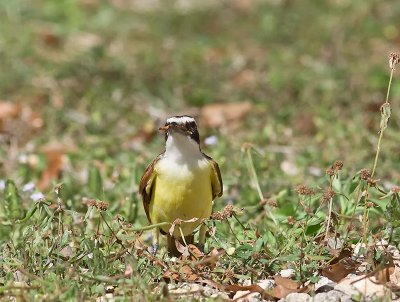 Great Kiskadee _3019207.jpg