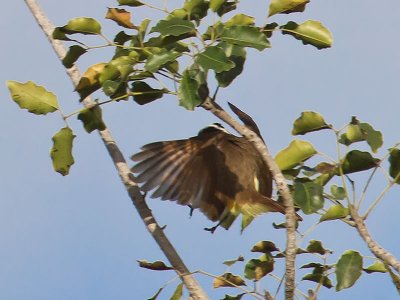 Great Kiskadee_ 2278650.jpg