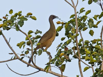 Chachalaca female _2278613.jpg