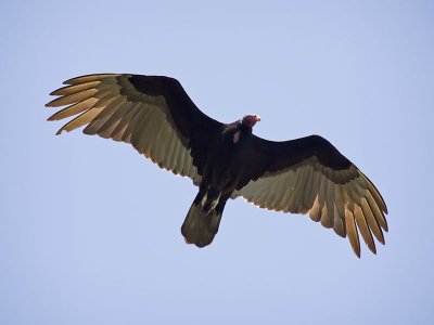 Turkey Vulture _2217591.jpg
