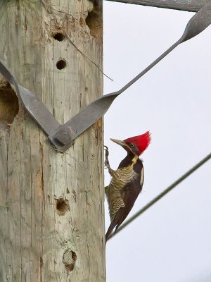 Linneated Woodpecker _2146988.jpg